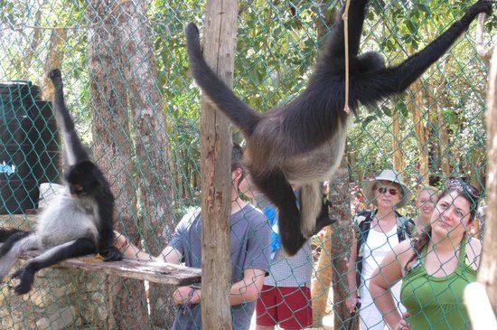 Tulum Monkey Sanctuary